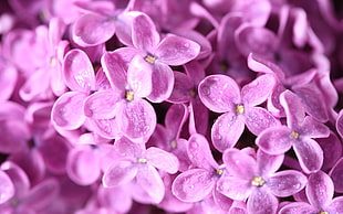 pink petaled flower