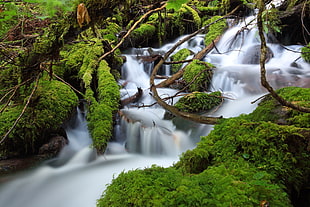 view of waterfalls surrounded by green leaf trees and grasses during daytime HD wallpaper