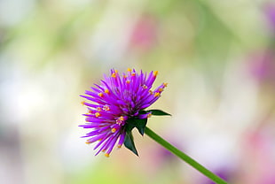 selective focus photography of a purple petaled flower HD wallpaper