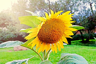 close photography of Sunflower HD wallpaper
