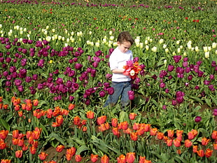 boy walks in a tulip flower field HD wallpaper