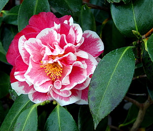 closeup photo of piink Camellia flower HD wallpaper