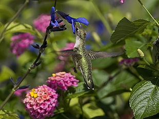 selective focus photography of green hummingbird zipping blue Salvia flower