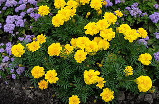photo of yellow petal flower bed
