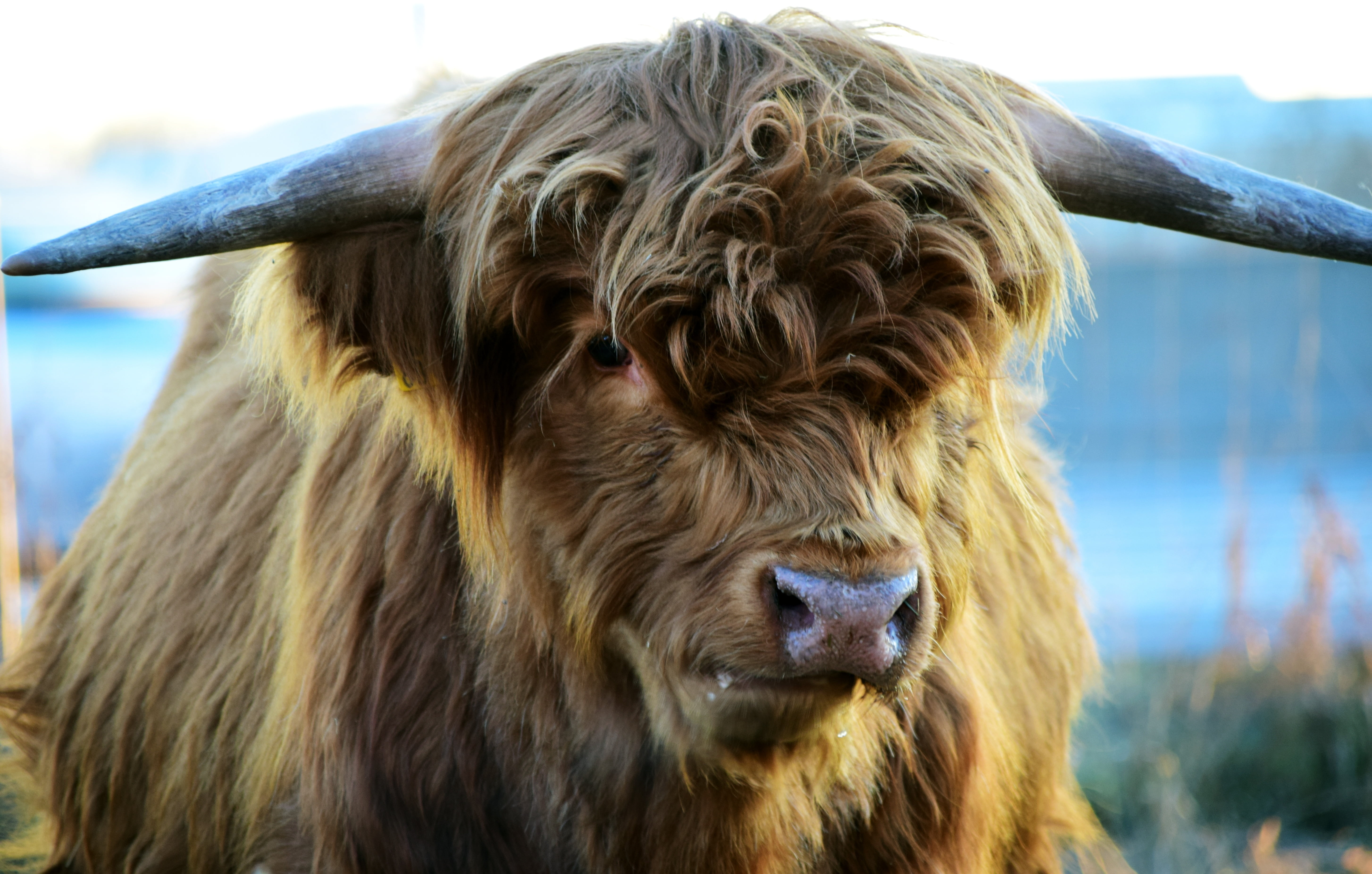 Highland Cow Horns