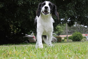 white and black short coated dog, Border Collie, Beagles, dog, puppies HD wallpaper