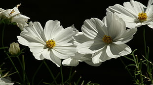 blossoming white Cosmos flowers HD wallpaper