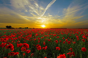 landscape and long exposure photograph of red petaled flower field on a golden hour setting HD wallpaper