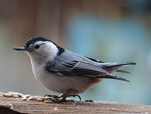 shallow focus photography of white and gray bird, nuthatch HD wallpaper