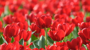 closeup photo of garden of red tulips HD wallpaper