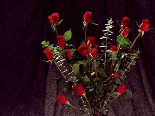 photography of red roses HD wallpaper