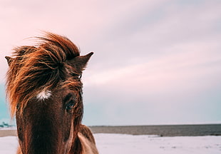 brown horse, Horse, Muzzle, Mane HD wallpaper