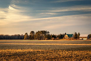 shallow focus photography of forest near houses under sunny sky