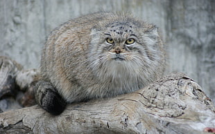 macro photography of gray and brown animal perched on tree log