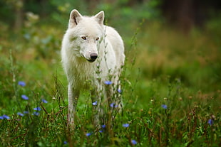 long-coated white dog