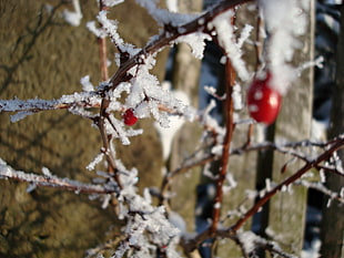 selective focus photography of cherry