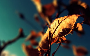 tilt shift lens photo of dry leaves HD wallpaper