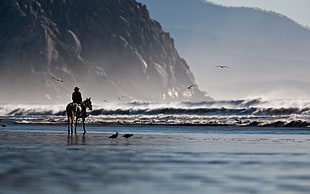 man riding horse beside sea HD wallpaper