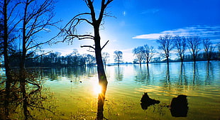 leafless brown tree and body of water, nature, landscape, sunset, lake