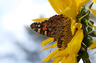 Painted Lady Butterfly on sunflower during daytime HD wallpaper