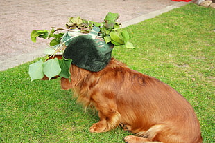 adult long-coated brown dog with plant leaf hat on top of green grass field HD wallpaper