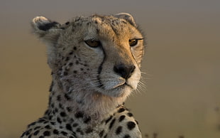 close up photography of Cheetah