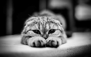 grayscale photo of cat, monochrome, cat, animals