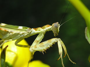macro photo of a brown and green mantis HD wallpaper