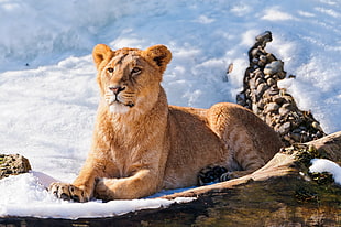 brown Lioness on brown and white snowfield HD wallpaper