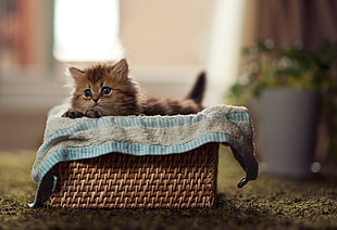 brown kitten on basket during daytime HD wallpaper