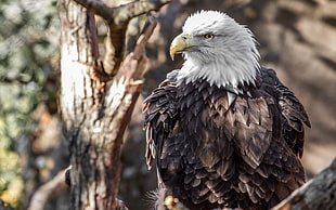 brown and white eagle, animals, birds, eagle, bald eagle