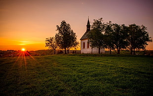 brown and green tree and trees, nature, sunset, trees, landscape