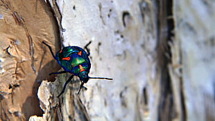 green, orange, and blue shield bug HD wallpaper