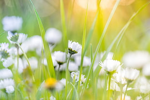 selective focus photography of white petal flower with green leaves HD wallpaper