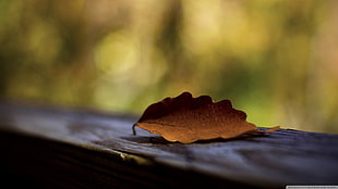 brown withered leaf, nature, leaves, wood HD wallpaper