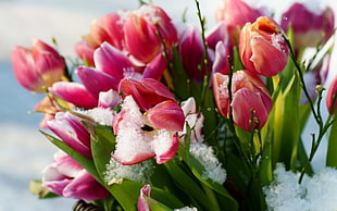 red petaled flowers