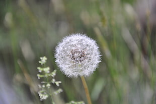 selective focus photo of white Dandelion flower HD wallpaper