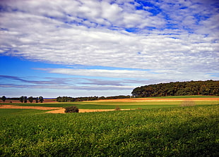 landscape photography of green field under white clouds