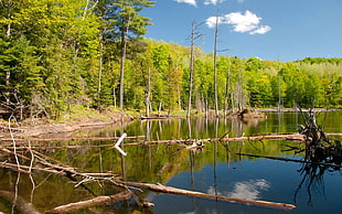 green leafed plant, nature, landscape, lake, forest