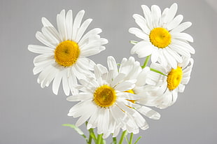 photo of white daisy flowers