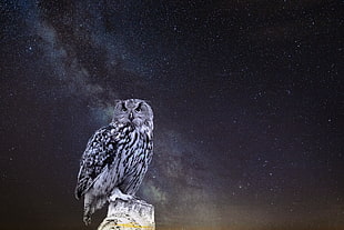gray owl, Owl, Starry sky, Photoshop HD wallpaper