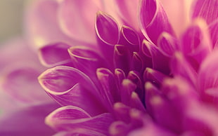 pink Chrysanthemum flowers in bloom