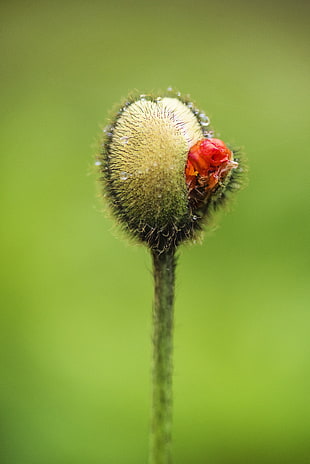 nature, plant, blur, flower HD wallpaper