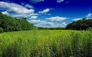 green grass field at daytime