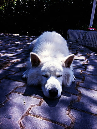 short-coated white dog, dog, Siberian Husky , sleeping, dappled sunlight HD wallpaper