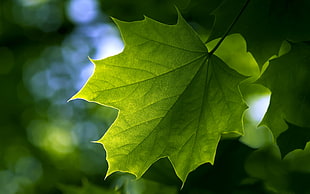 yellow and green leaf plant, nature, leaves, plants, macro