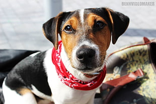 adult tri-color beagle, dog, bandanas, animals, Jack Russell Terrier