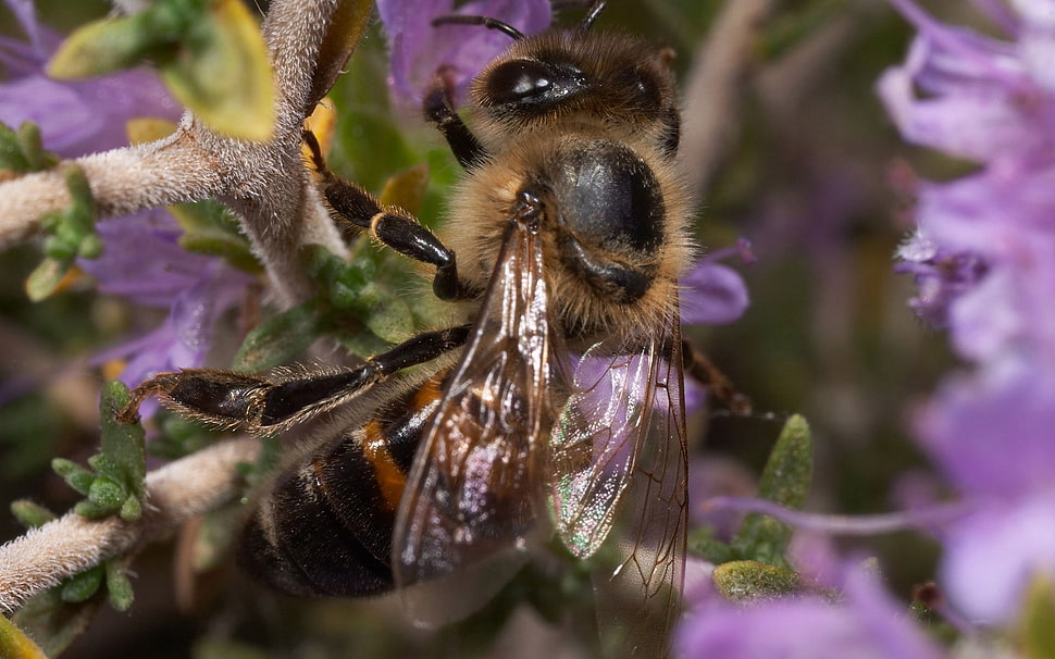 close-up photo of black and yellow bee HD wallpaper