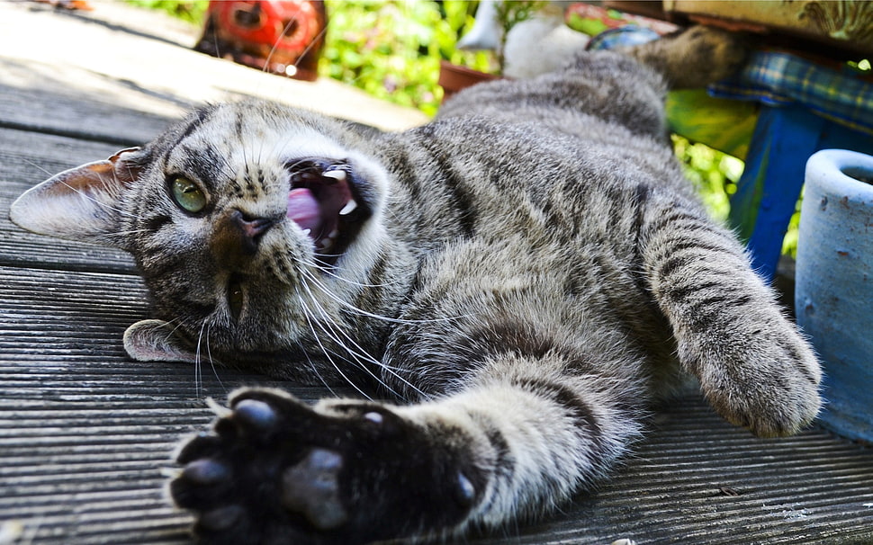 brown tabby cat on wooden floor HD wallpaper