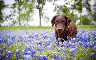 tilt shift lens photography of brown dog on flower filed HD wallpaper